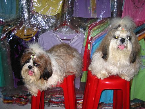 A dog image from https://images.dog.ceo/breeds/shihtzu/n02086240_8489.jpg