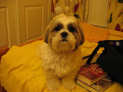 A dog image from https://images.dog.ceo/breeds/shihtzu/n02086240_9098.jpg