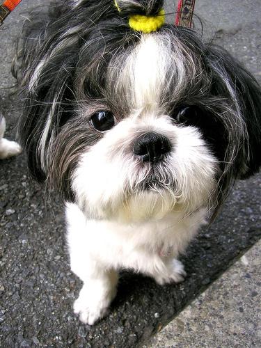 A dog image from https://images.dog.ceo/breeds/shihtzu/n02086240_9429.jpg