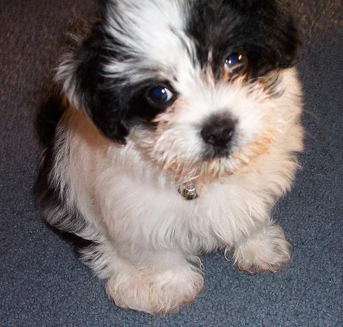 A dog image from https://images.dog.ceo/breeds/shihtzu/n02086240_9467.jpg