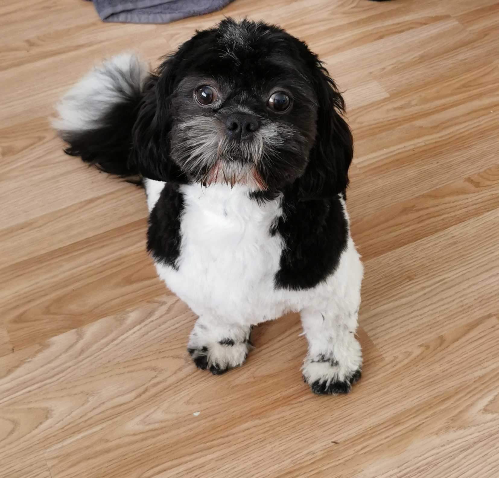 A dog image from https://images.dog.ceo/breeds/shihtzu/oscar.jpg