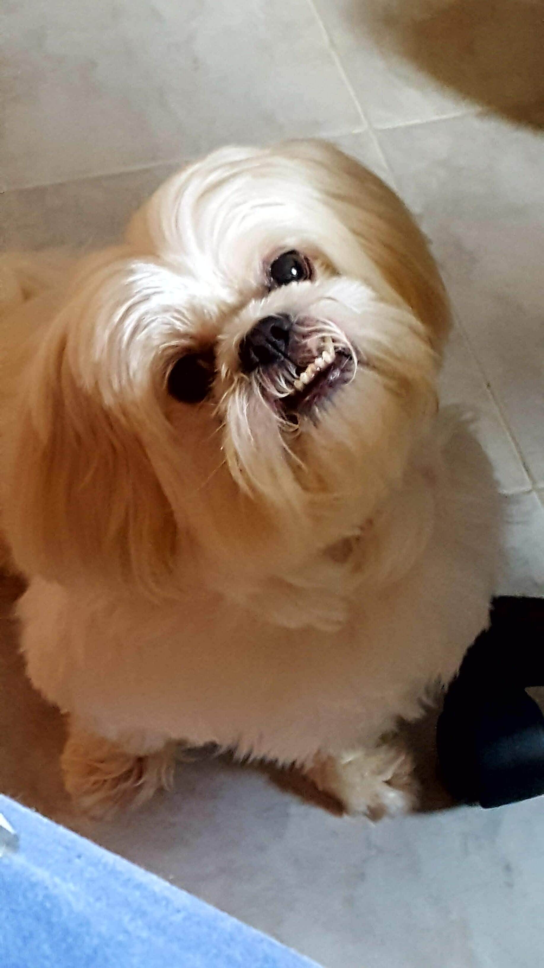 Shih Tzu dog