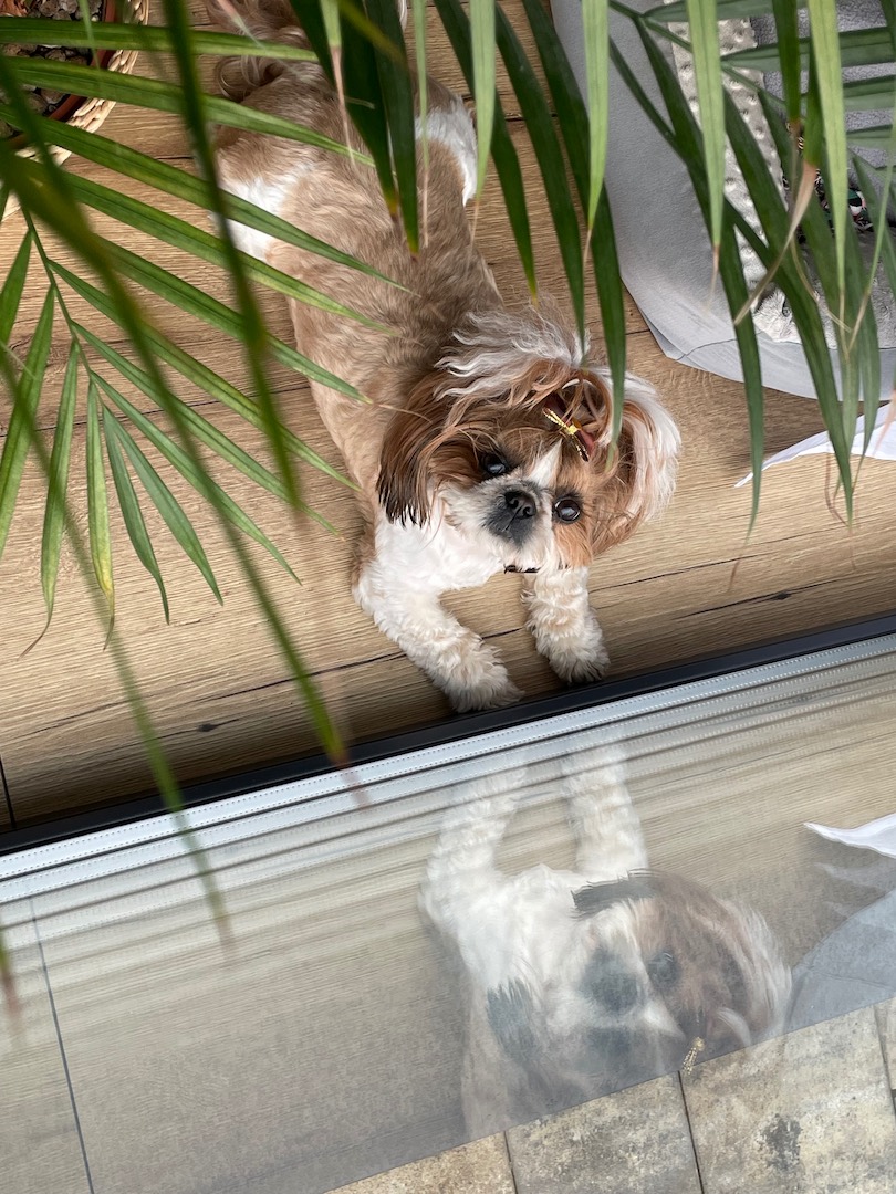A picture of a dog.
