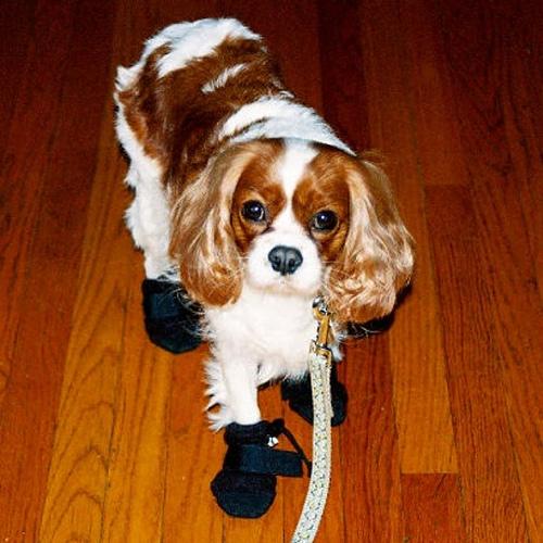 A dog image from https://images.dog.ceo/breeds/spaniel-blenheim/n02086646_1126.jpg