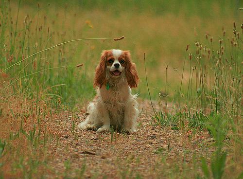 A dog image from https://images.dog.ceo/breeds/spaniel-blenheim/n02086646_1445.jpg