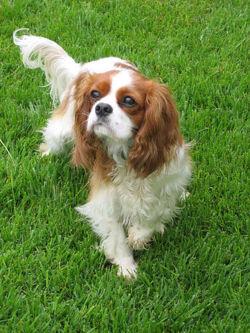 A dog image from https://images.dog.ceo/breeds/spaniel-blenheim/n02086646_172.jpg