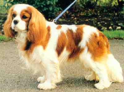 A dog image from https://images.dog.ceo/breeds/spaniel-blenheim/n02086646_1733.jpg