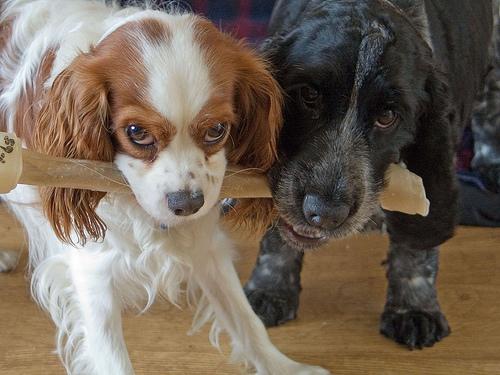 A dog image from https://images.dog.ceo/breeds/spaniel-blenheim/n02086646_1920.jpg