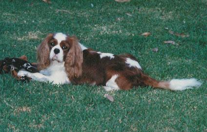 A dog image from https://images.dog.ceo/breeds/spaniel-blenheim/n02086646_1930.jpg