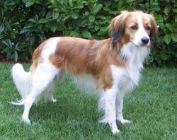 A dog image from https://images.dog.ceo/breeds/spaniel-blenheim/n02086646_2005.jpg