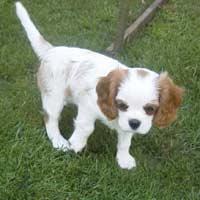 A dog image from https://images.dog.ceo/breeds/spaniel-blenheim/n02086646_2011.jpg