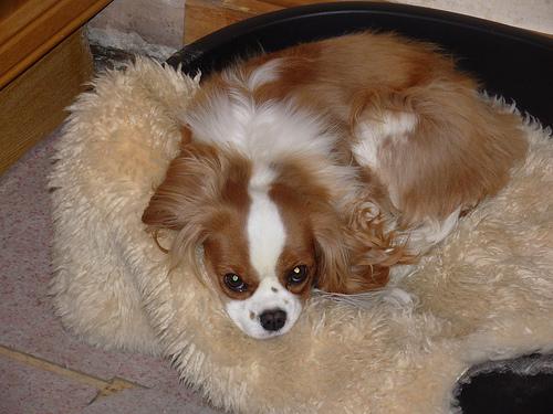 A dog image from https://images.dog.ceo/breeds/spaniel-blenheim/n02086646_2105.jpg