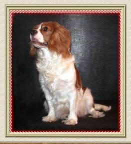 A dog image from https://images.dog.ceo/breeds/spaniel-blenheim/n02086646_2252.jpg