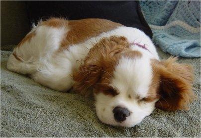 A dog image from https://images.dog.ceo/breeds/spaniel-blenheim/n02086646_2347.jpg