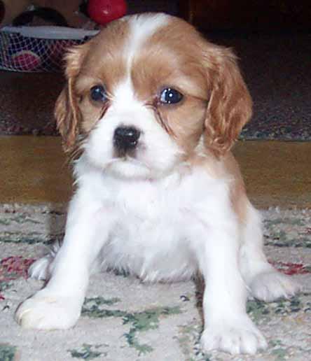 A dog image from https://images.dog.ceo/breeds/spaniel-blenheim/n02086646_2430.jpg