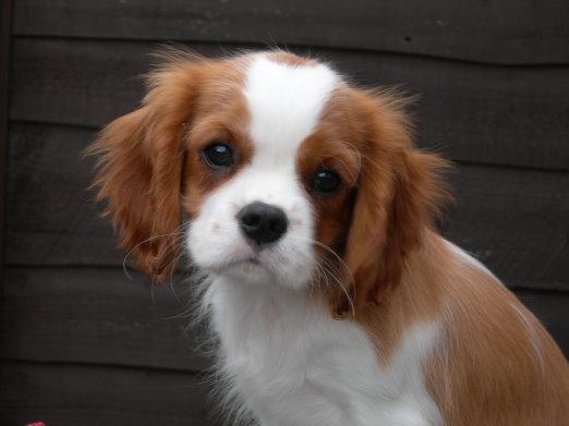 A dog image from https://images.dog.ceo/breeds/spaniel-blenheim/n02086646_2641.jpg