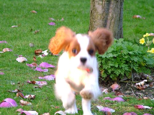 A dog image from https://images.dog.ceo/breeds/spaniel-blenheim/n02086646_2731.jpg