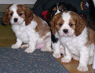 A dog image from https://images.dog.ceo/breeds/spaniel-blenheim/n02086646_2772.jpg