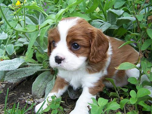 A dog image from https://images.dog.ceo/breeds/spaniel-blenheim/n02086646_2778.jpg