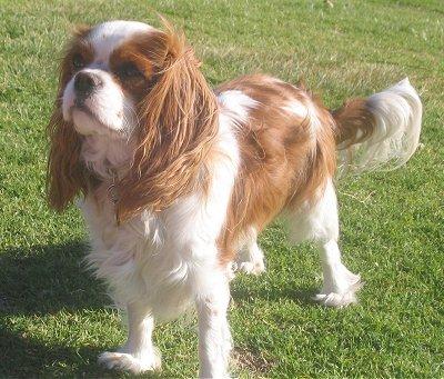 A dog image from https://images.dog.ceo/breeds/spaniel-blenheim/n02086646_280.jpg