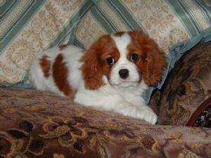 A dog image from https://images.dog.ceo/breeds/spaniel-blenheim/n02086646_3053.jpg