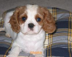 A dog image from https://images.dog.ceo/breeds/spaniel-blenheim/n02086646_3161.jpg