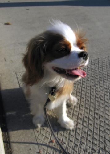 A dog image from https://images.dog.ceo/breeds/spaniel-blenheim/n02086646_3233.jpg