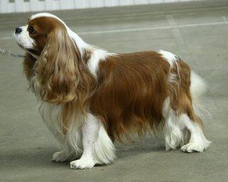 A dog image from https://images.dog.ceo/breeds/spaniel-blenheim/n02086646_337.jpg