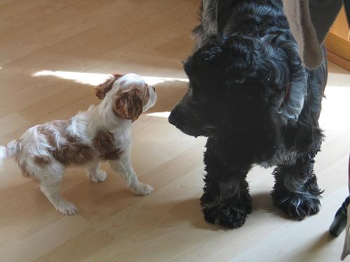 A dog image from https://images.dog.ceo/breeds/spaniel-blenheim/n02086646_3466.jpg