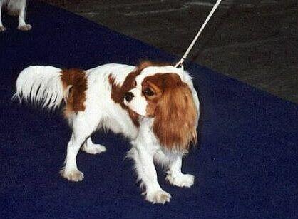 A dog image from https://images.dog.ceo/breeds/spaniel-blenheim/n02086646_3565.jpg