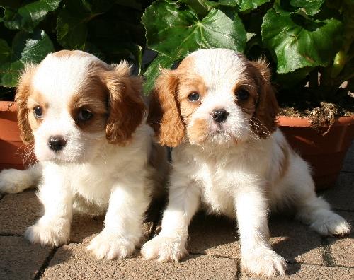 A dog image from https://images.dog.ceo/breeds/spaniel-blenheim/n02086646_3721.jpg