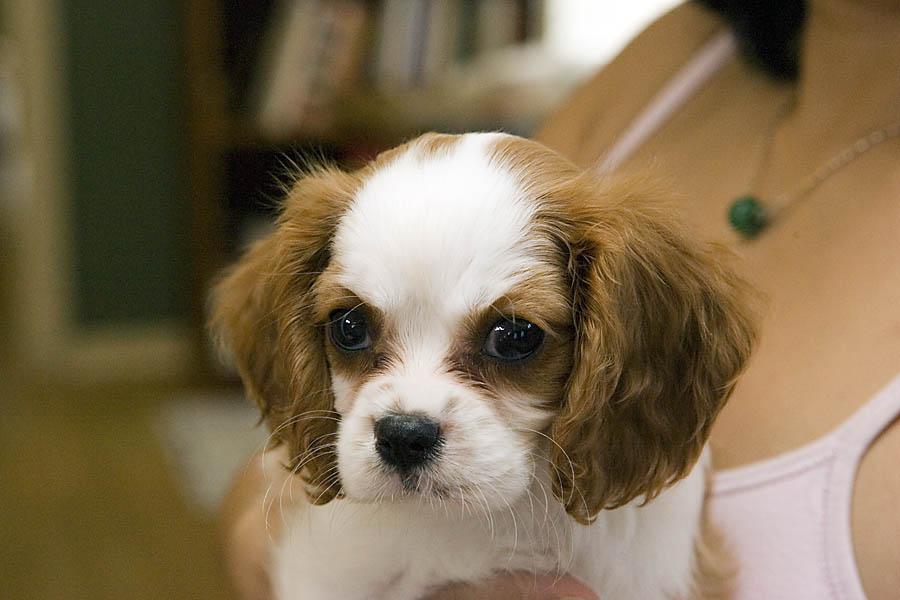 A dog image from https://images.dog.ceo/breeds/spaniel-blenheim/n02086646_4026.jpg