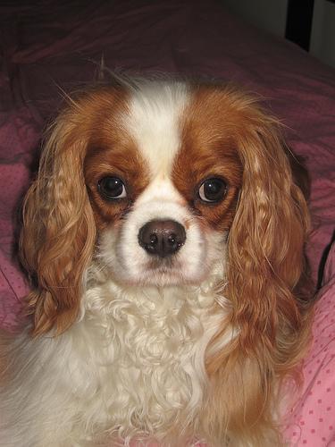 A dog image from https://images.dog.ceo/breeds/spaniel-blenheim/n02086646_4120.jpg