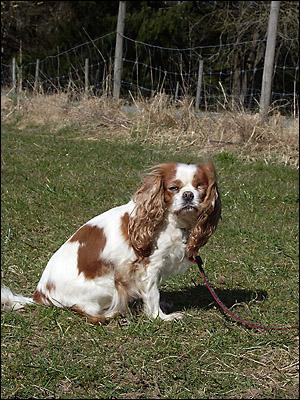 A dog image from https://images.dog.ceo/breeds/spaniel-blenheim/n02086646_421.jpg