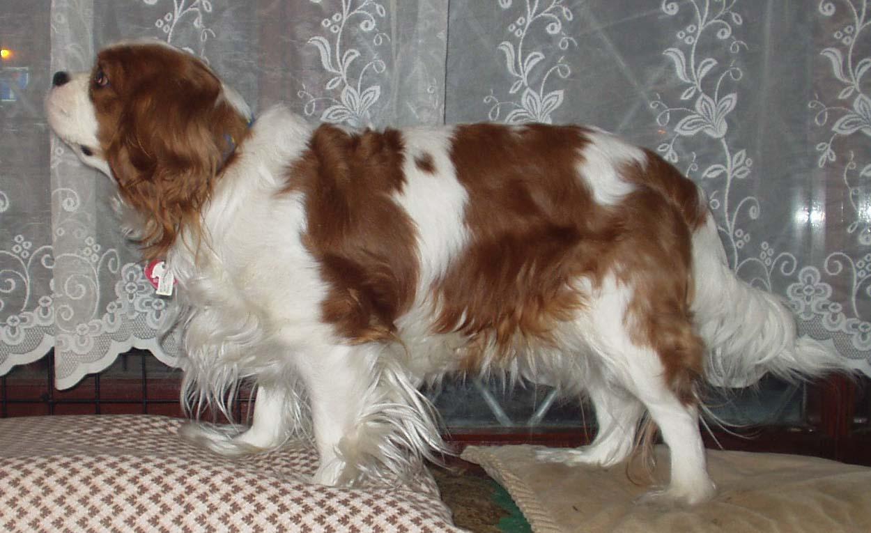 A dog image from https://images.dog.ceo/breeds/spaniel-blenheim/n02086646_4213.jpg