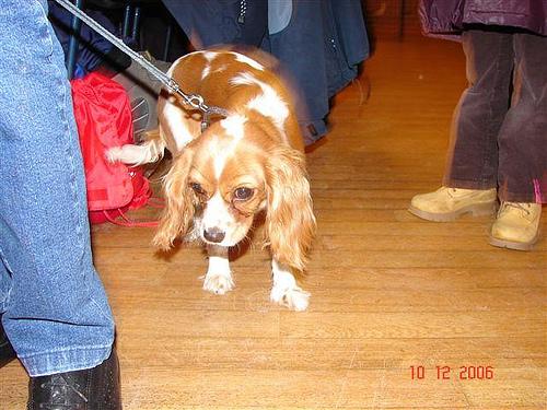 A dog image from https://images.dog.ceo/breeds/spaniel-blenheim/n02086646_4220.jpg