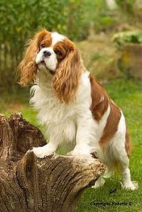 A dog image from https://images.dog.ceo/breeds/spaniel-blenheim/n02086646_4298.jpg