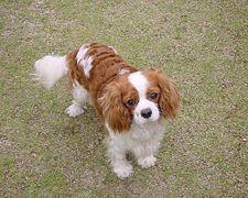 A dog image from https://images.dog.ceo/breeds/spaniel-blenheim/n02086646_462.jpg