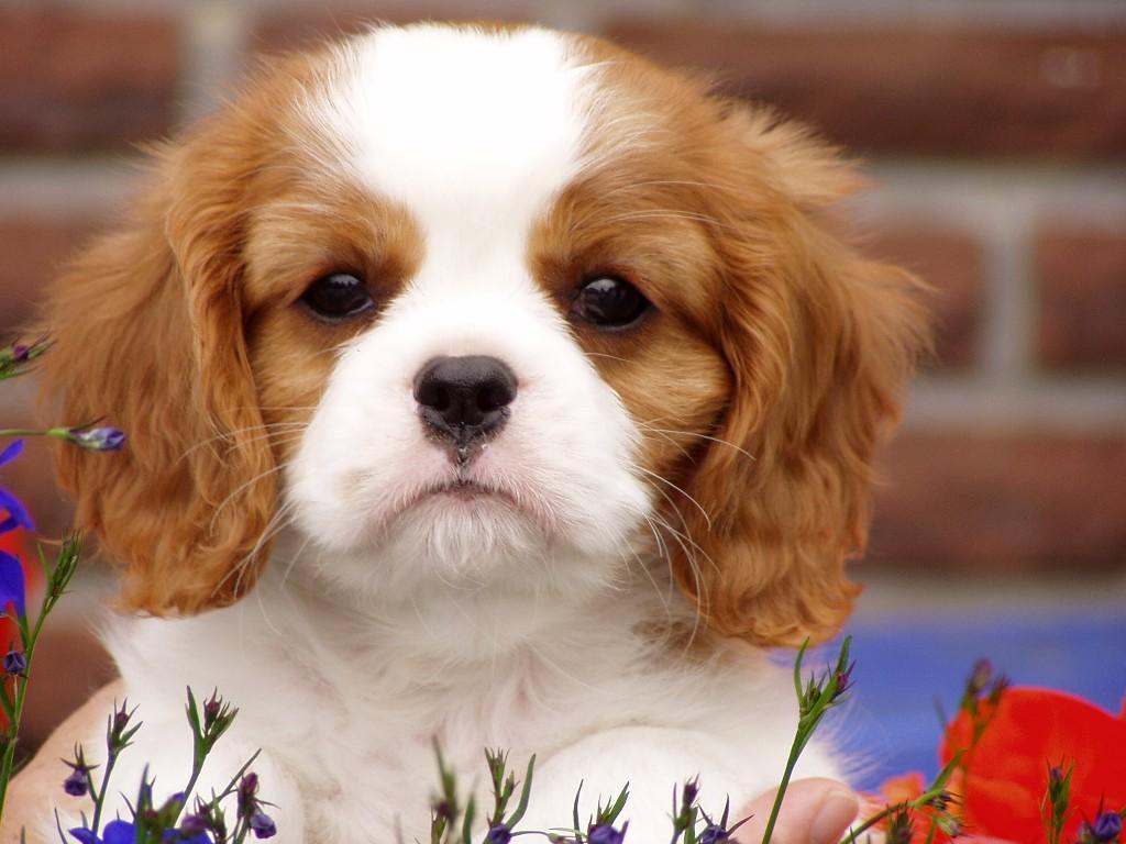 A dog image from https://images.dog.ceo/breeds/spaniel-blenheim/n02086646_567.jpg