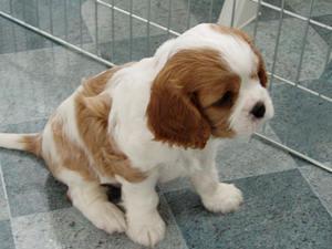 A dog image from https://images.dog.ceo/breeds/spaniel-blenheim/n02086646_612.jpg