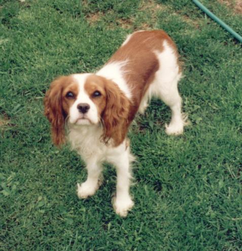 A dog image from https://images.dog.ceo/breeds/spaniel-blenheim/n02086646_618.jpg