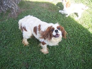 A dog image from https://images.dog.ceo/breeds/spaniel-blenheim/n02086646_851.jpg