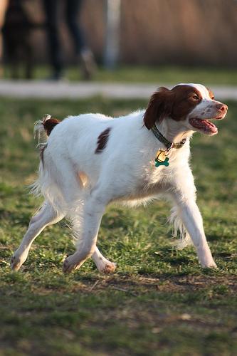 A dog image from https://images.dog.ceo/breeds/spaniel-brittany/n02101388_10373.jpg