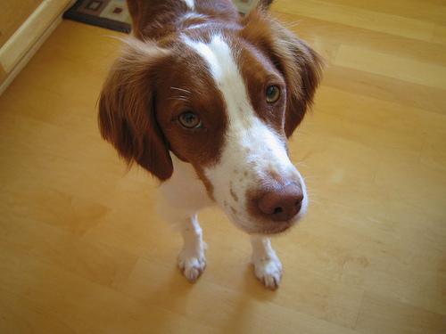 A dog image from https://images.dog.ceo/breeds/spaniel-brittany/n02101388_10527.jpg