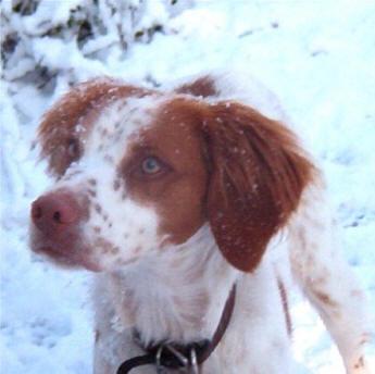 A dog image from https://images.dog.ceo/breeds/spaniel-brittany/n02101388_1060.jpg