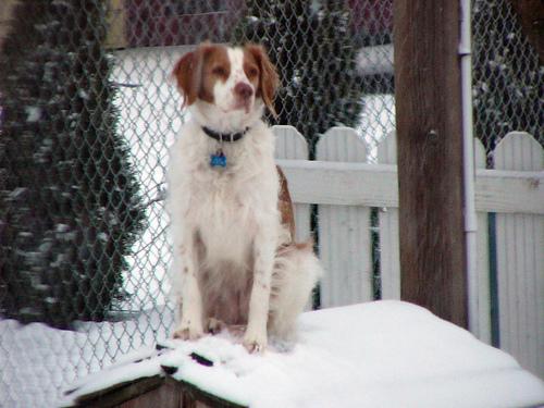 A dog image from https://images.dog.ceo/breeds/spaniel-brittany/n02101388_149.jpg