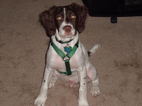 A dog image from https://images.dog.ceo/breeds/spaniel-brittany/n02101388_1965.jpg