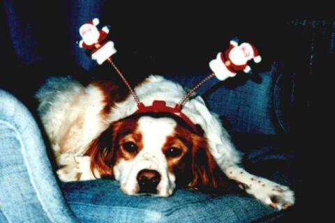 A dog image from https://images.dog.ceo/breeds/spaniel-brittany/n02101388_2171.jpg