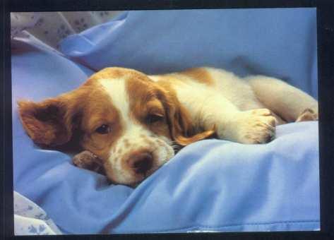 A dog image from https://images.dog.ceo/breeds/spaniel-brittany/n02101388_2671.jpg