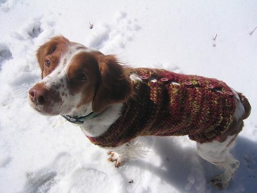 A dog image from https://images.dog.ceo/breeds/spaniel-brittany/n02101388_2833.jpg